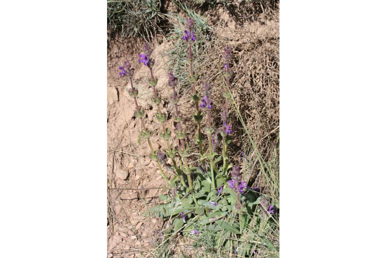 Salvia phlomoides -12269