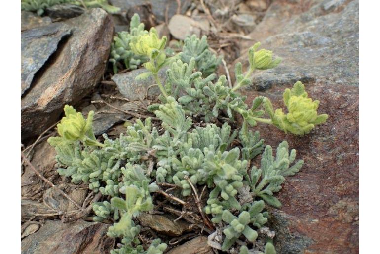 Teucrium bicoloreum -12270