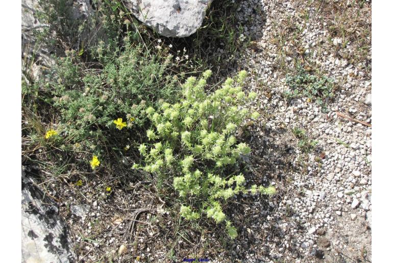 Thymus baeticus -12271