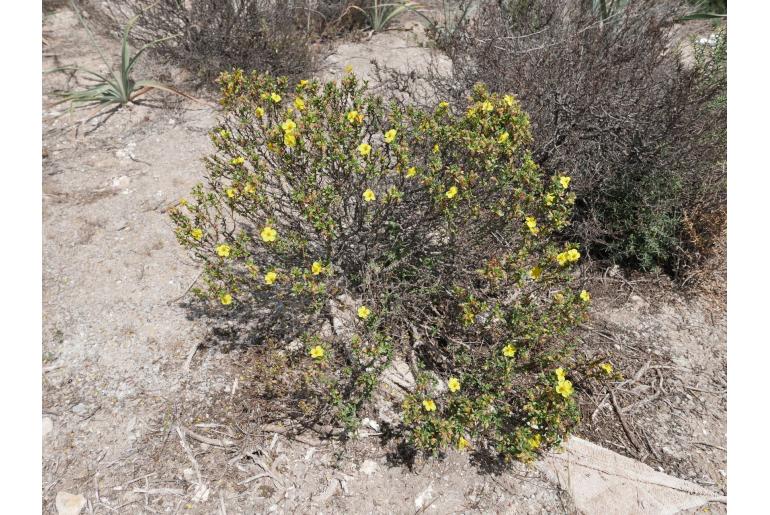 Helianthemum alypoides -12279