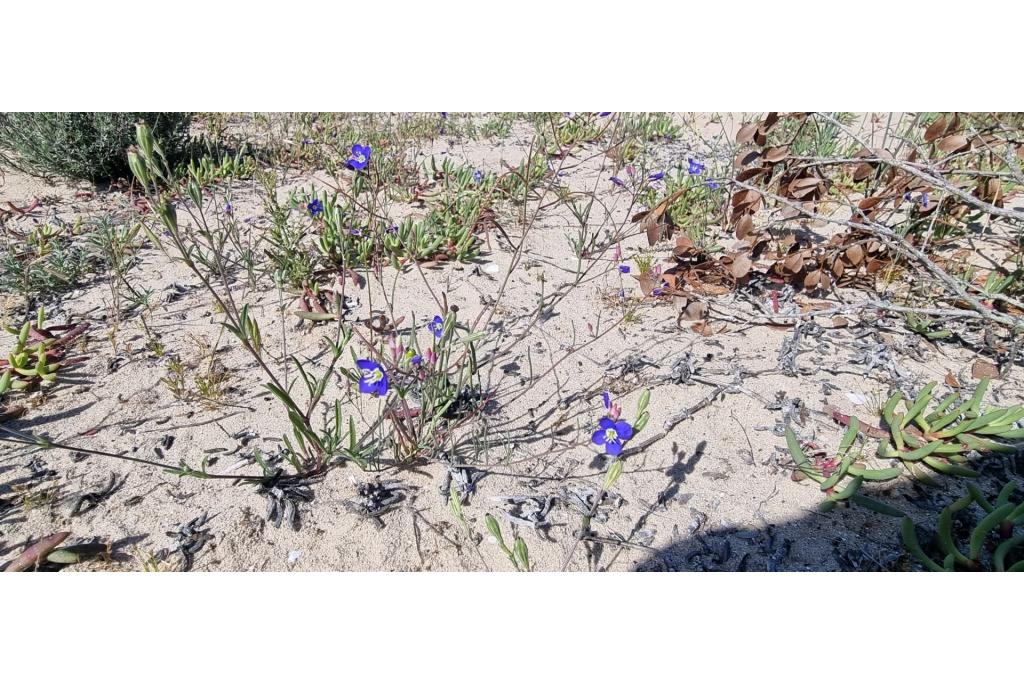 Zand heliophila