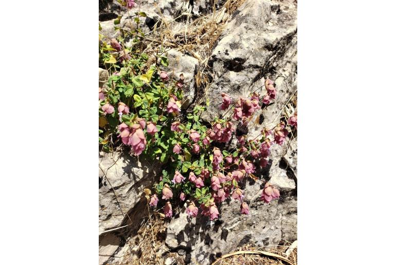 Origanum libanoticum -12339