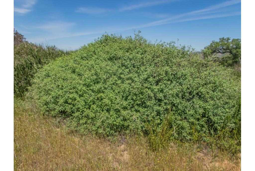 Driebladige vernisboom