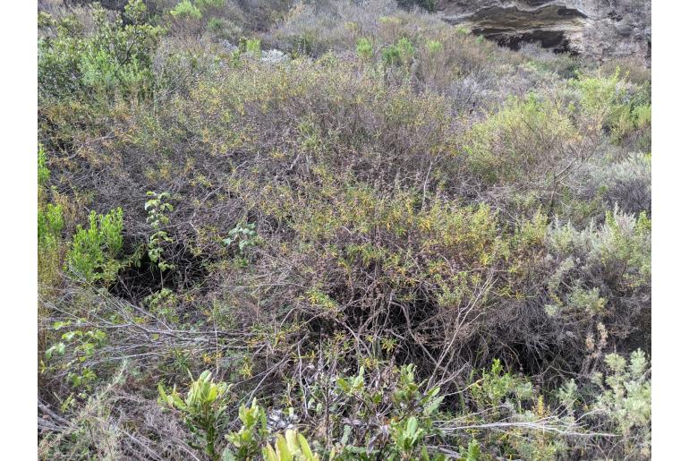 Salvia brandegeei -12363