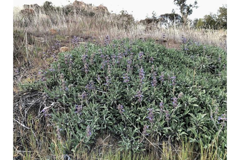 Salvia sonomensis -12368