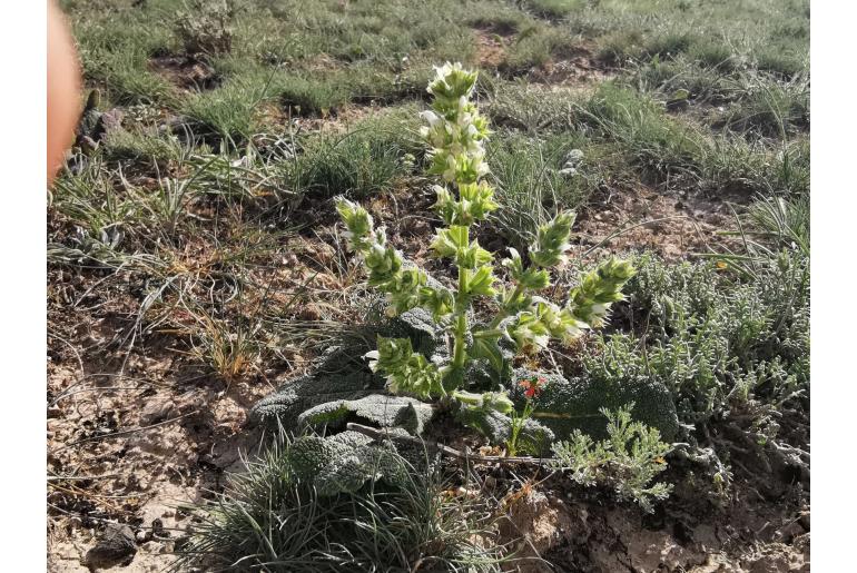 Salvia yosgadensis -12369