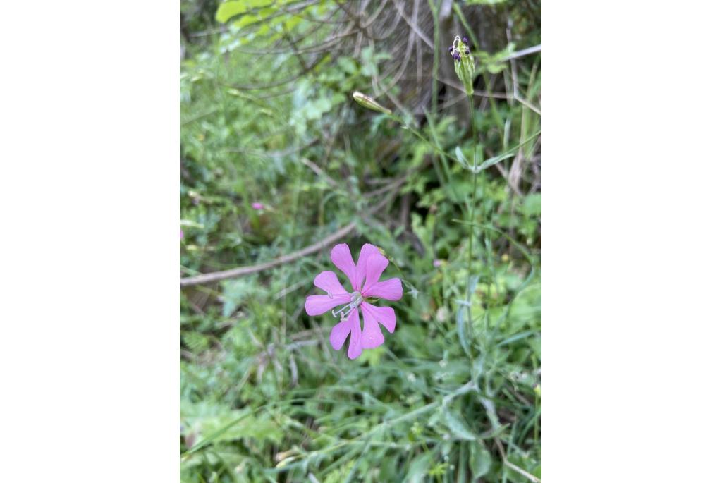 Cythnos silene