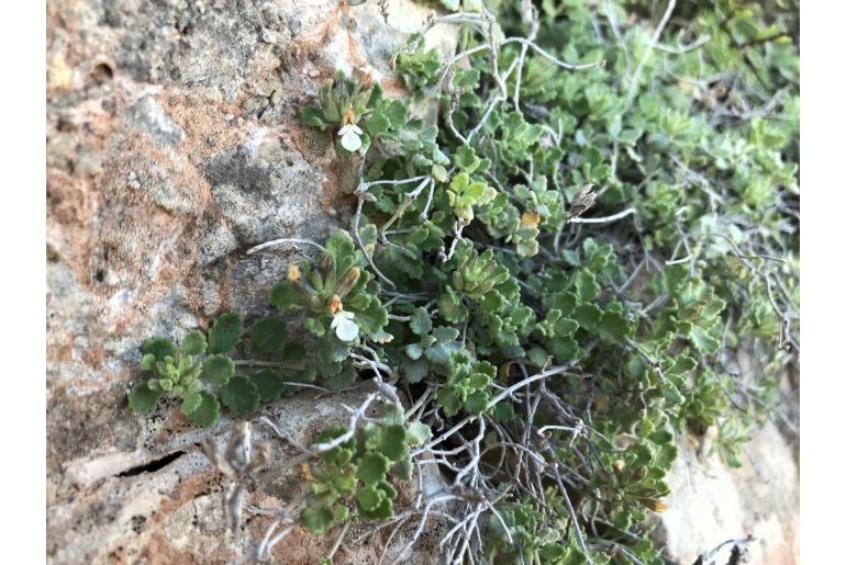 Teucrium freynii -12388