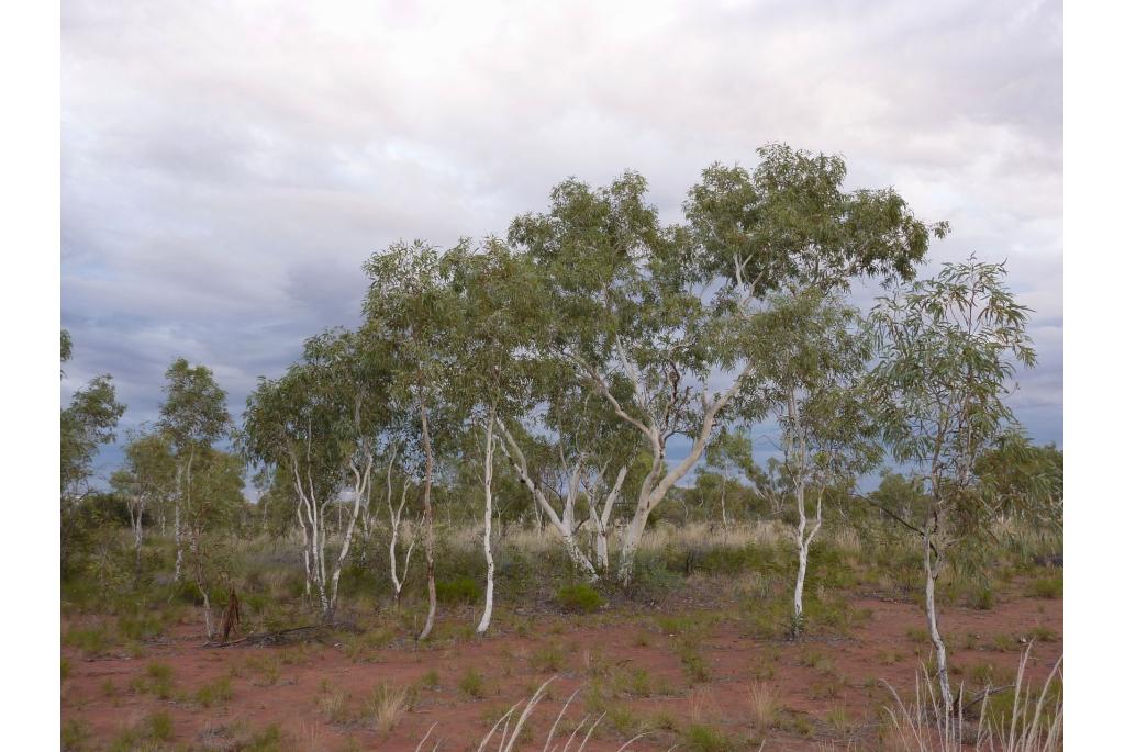 Overwinnende Eucalyptus