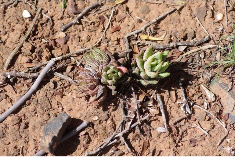 Haworthiopsis reinwardtii -12399