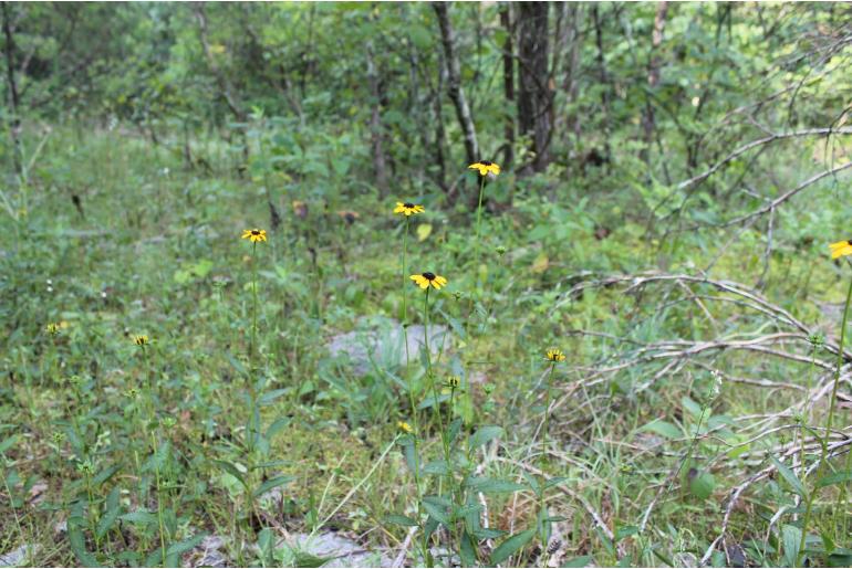 Rudbeckia triloba -12402