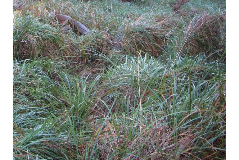 Carex coriacea -12410