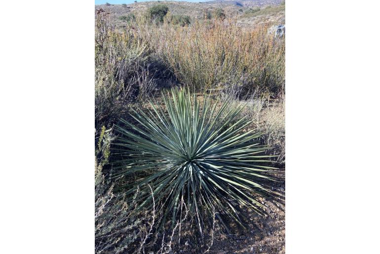 Hesperoyucca whipplei -12411