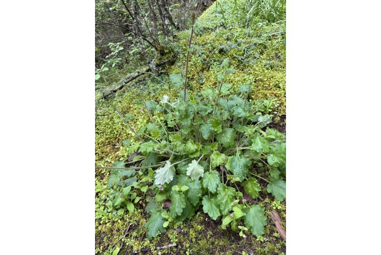 Heuchera micrantha -12413