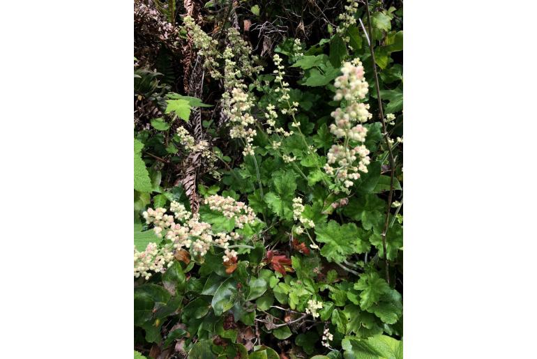 Heuchera pilosissima -12414