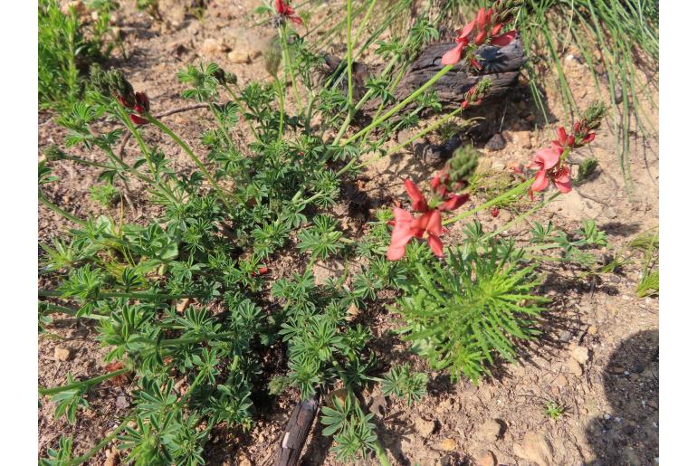 Indigofera digitata -12417