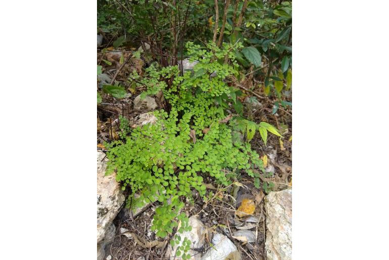 Adiantum tricholepis -12418