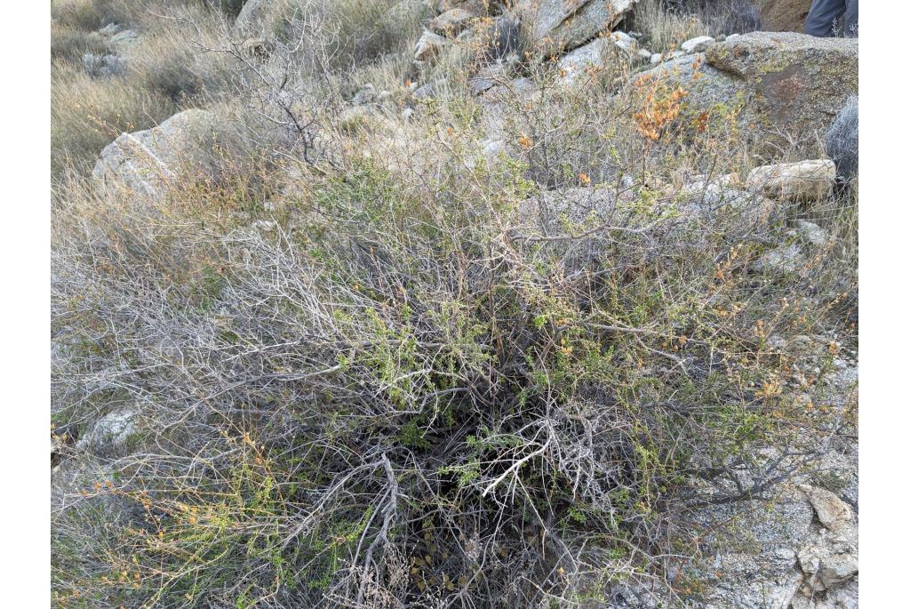 Antirrhinum-achtige keckiella