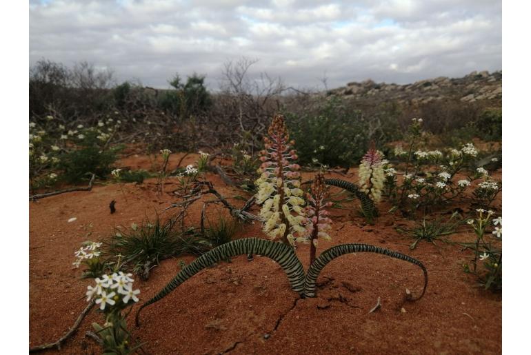 Lachenalia anguinea -12433