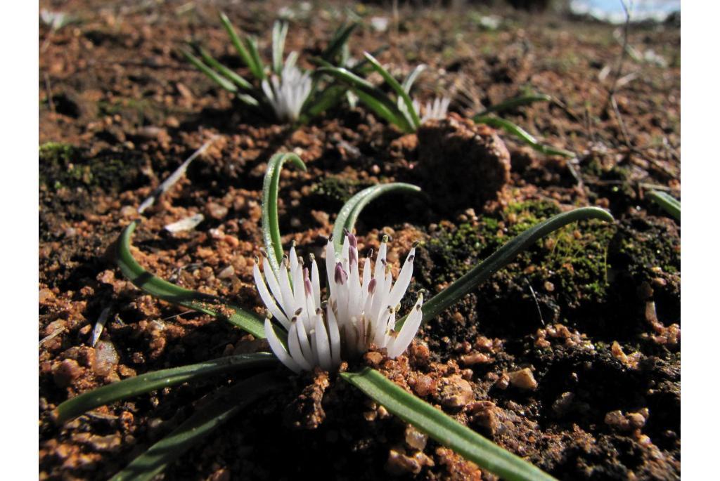 Barker's lachenalia