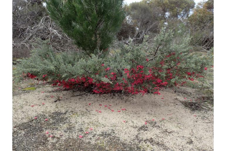 Grevillea lavandulacea -12435