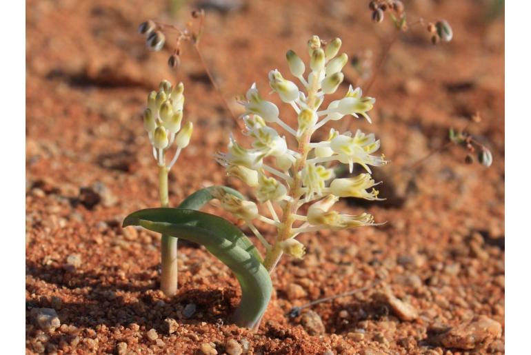 Lachenalia polypodantha ssp eburnea -12437