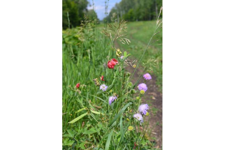 Lathyrus rotundifolius -12444