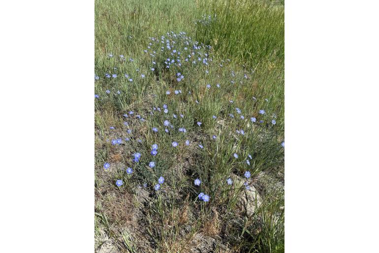 Linum lewisii -12452