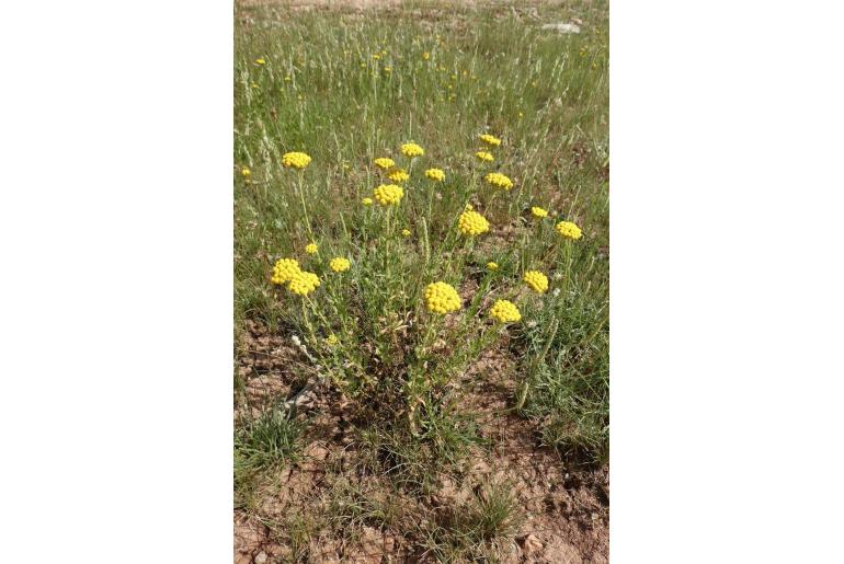 Achillea ageratum -12453