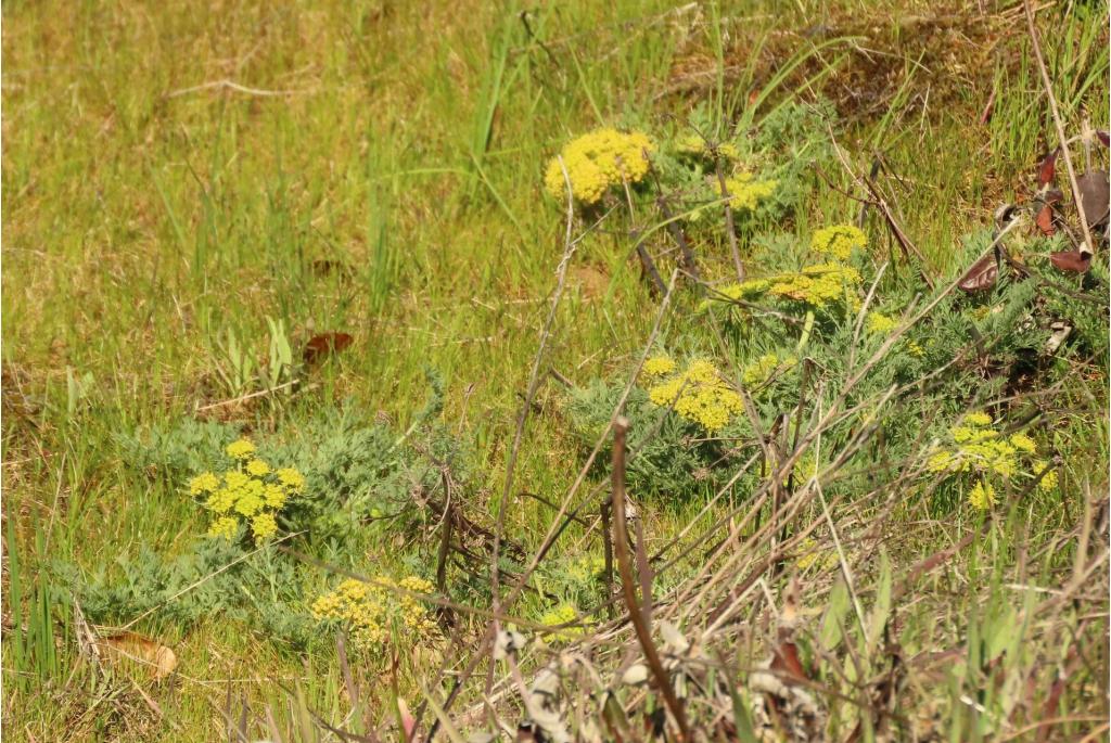 Grootzadige lomatium