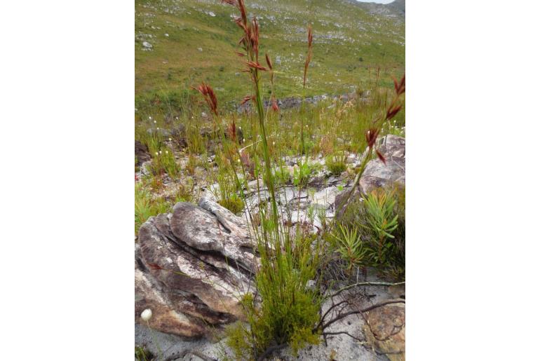 Thamnochortus gracilis -12477