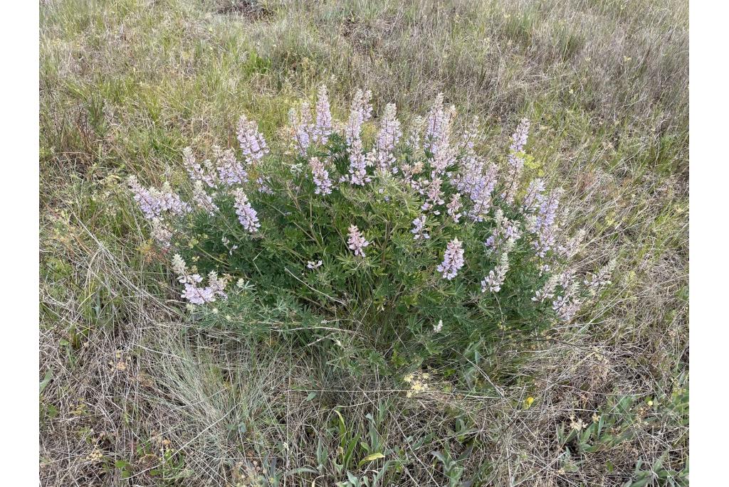 Wit gestamde lupine