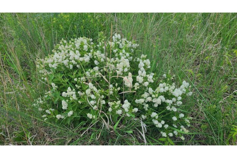 Ceanothus americanus -12492