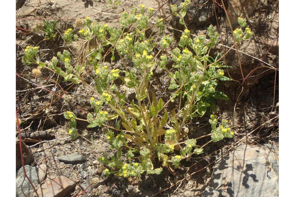 Mentzelia met kleine bloemen