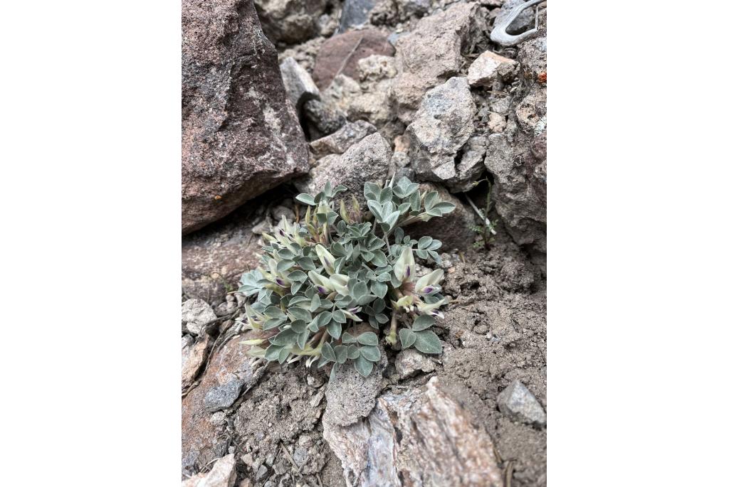 Glenwood astragalus