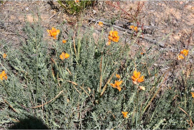 Ixia calendulacea -12514