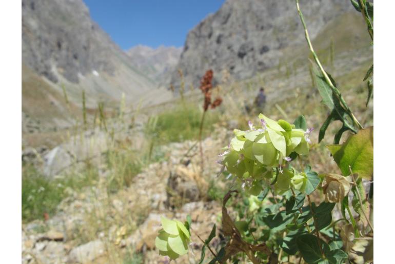 Origanum acutidens -12519