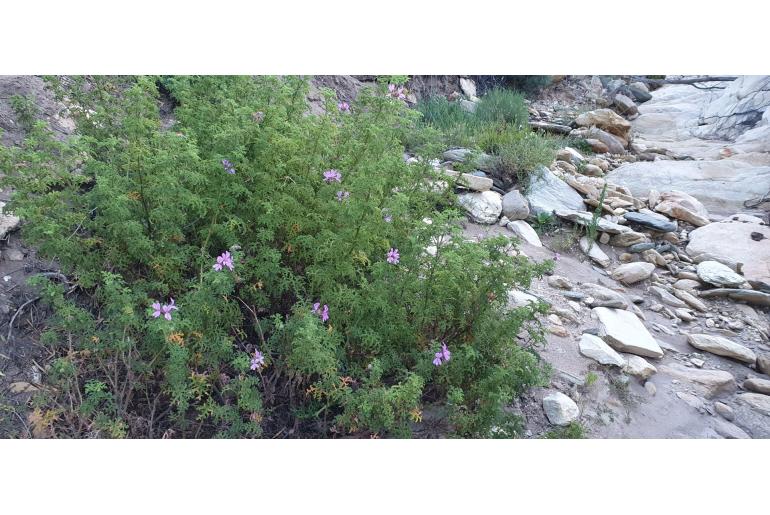 Pelargonium denticulatum -12525