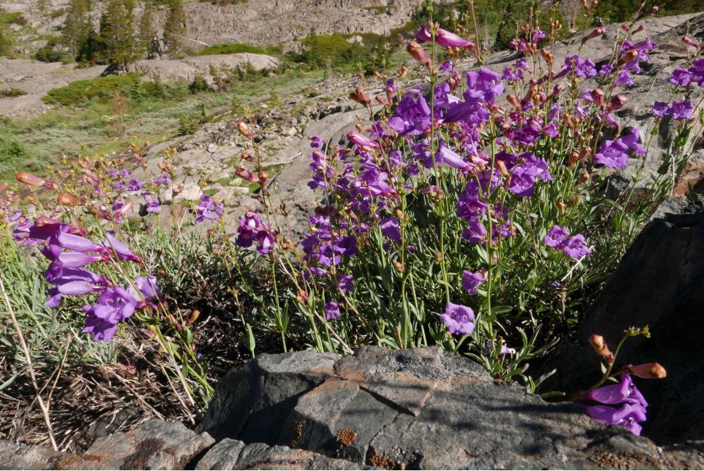 Azuurblauwe penstemon