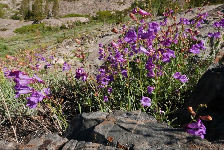 Penstemon azureus -12527