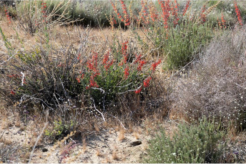 Centranthusbladige penstemon