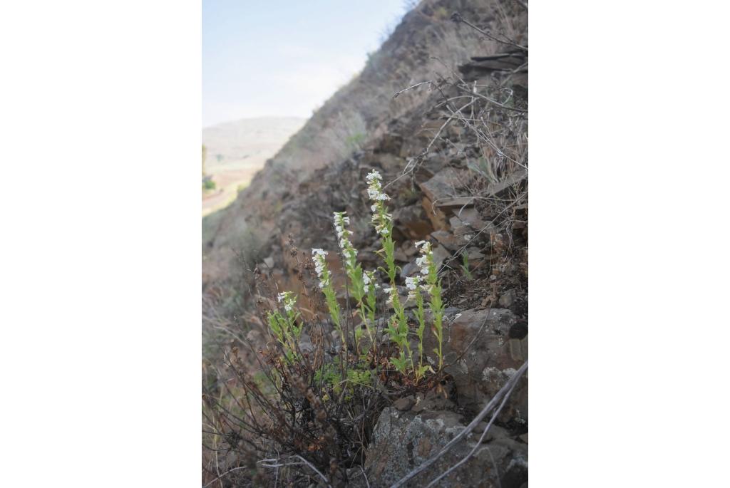 Verbrande penstemon