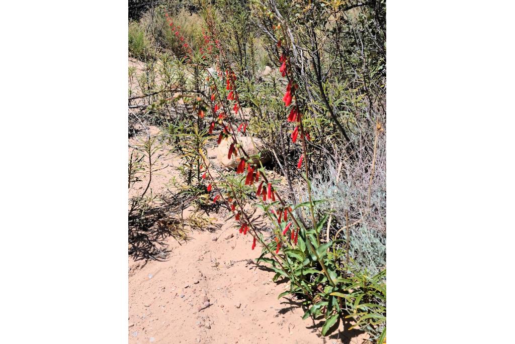 Eaton's penstemon