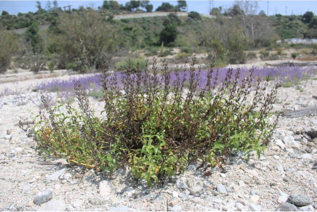 Grinnel's penstemon