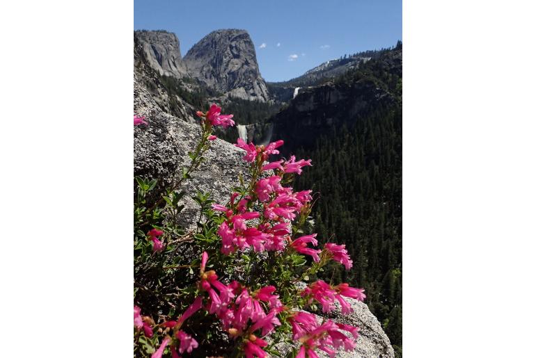 Penstemon newberryi -12532