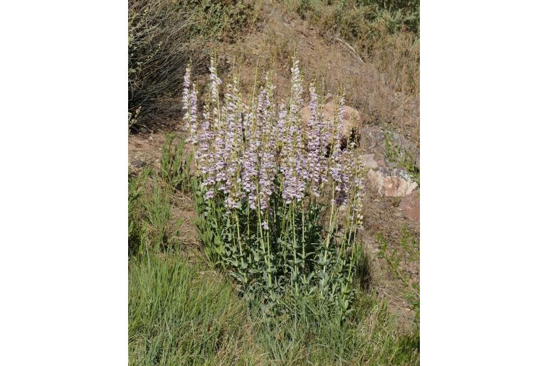 Penstemon palmeri -12533