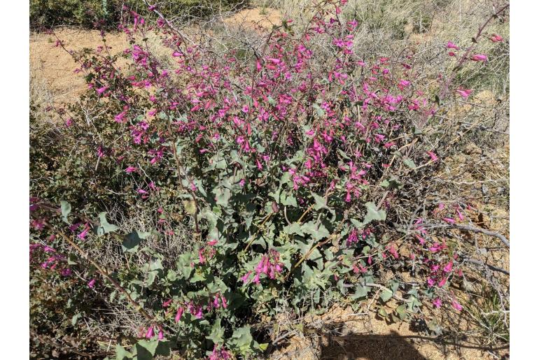 Penstemon pseudospectabilis -12534