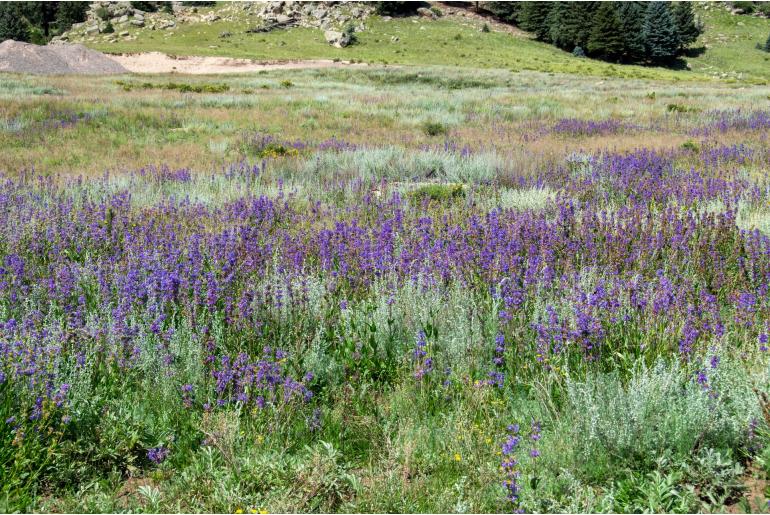 Penstemon rydbergii -12536