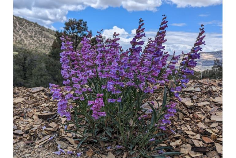 Penstemon speciosus -12537