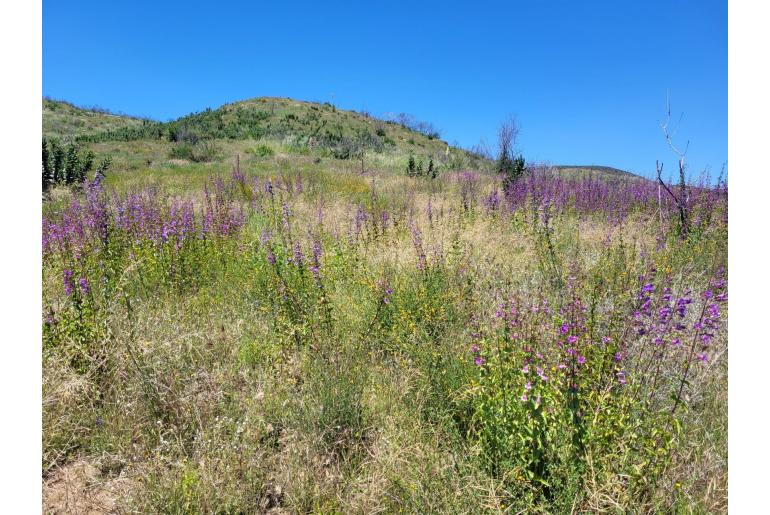 Penstemon spectabilis -12538